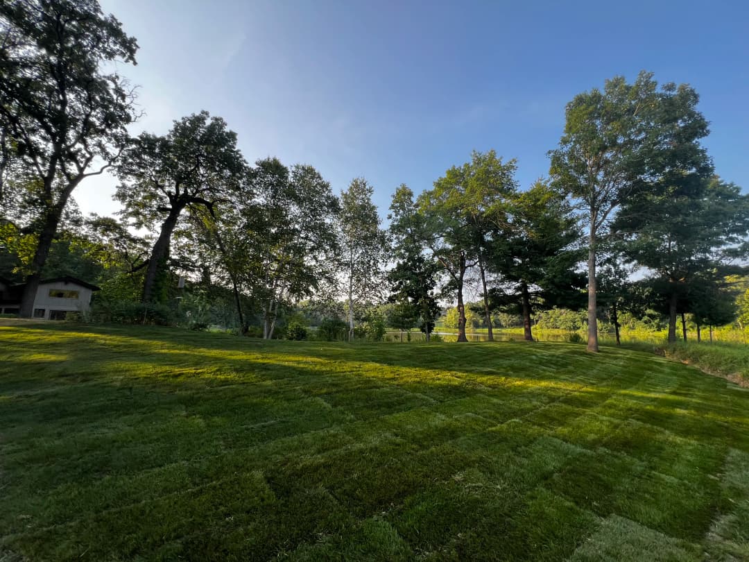 Lush green lawn under a clear blue sky with tall trees in a serene landscape.