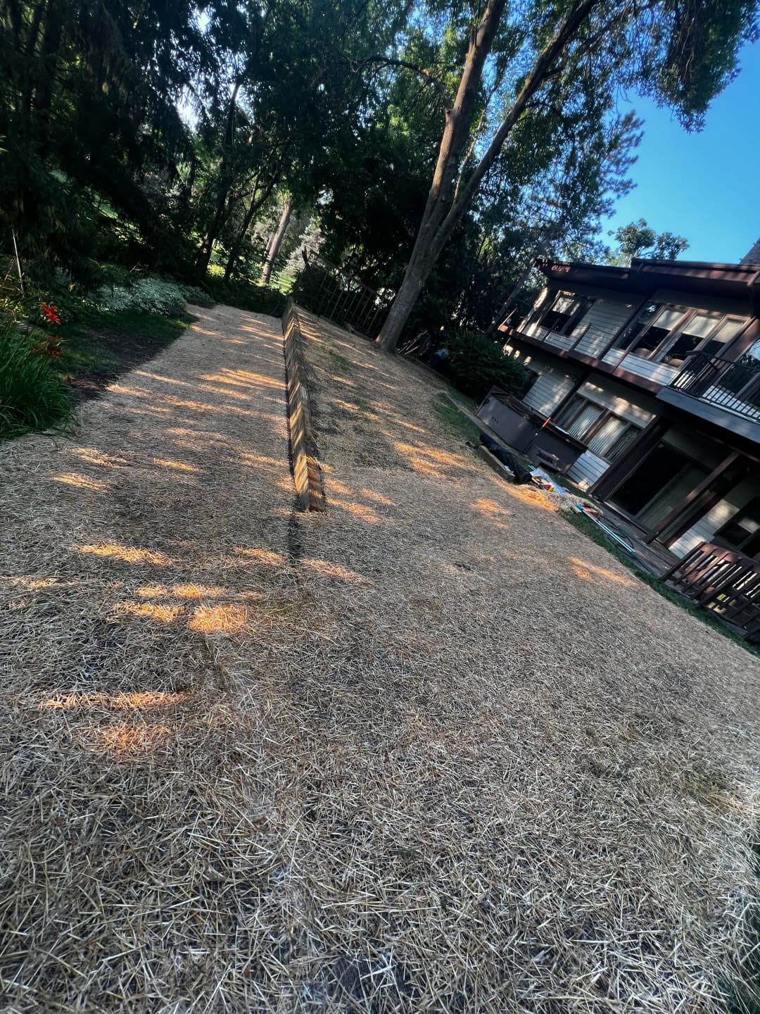 Newly laid straw covering on a landscaped area beside a building, surrounded by trees.