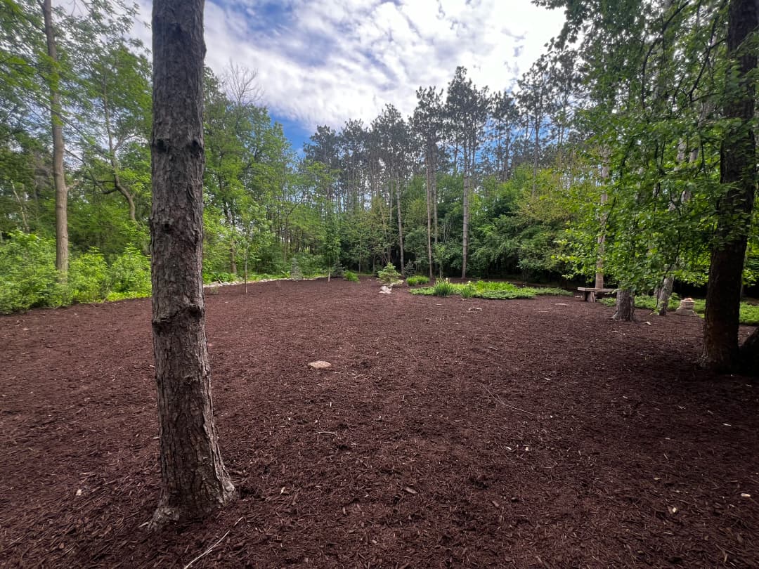 Lush forest landscape with wood chips covering the ground and trees lining the perimeter.