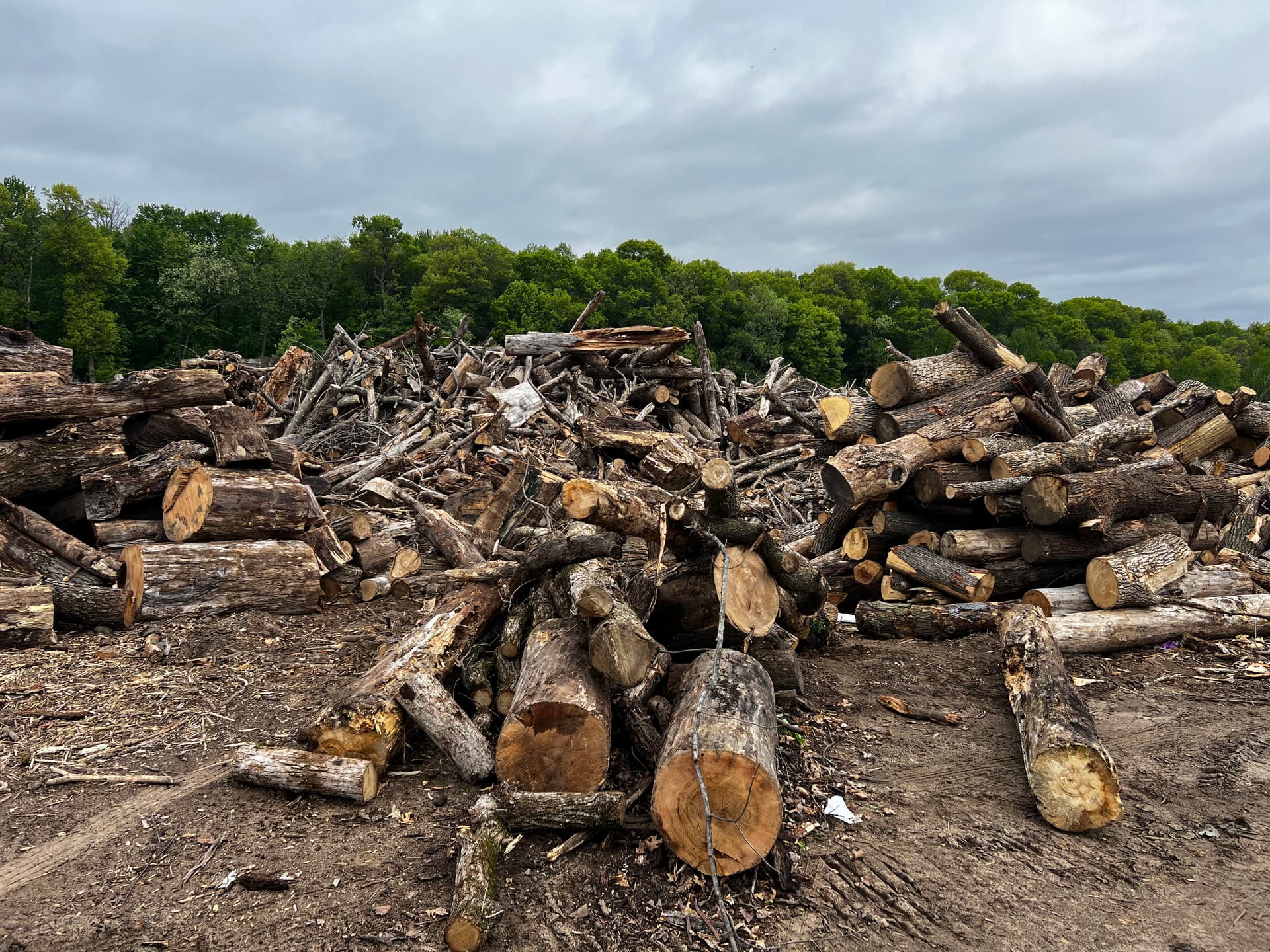 Heavy Brush and Log Clearing on Overgrown Acreage image