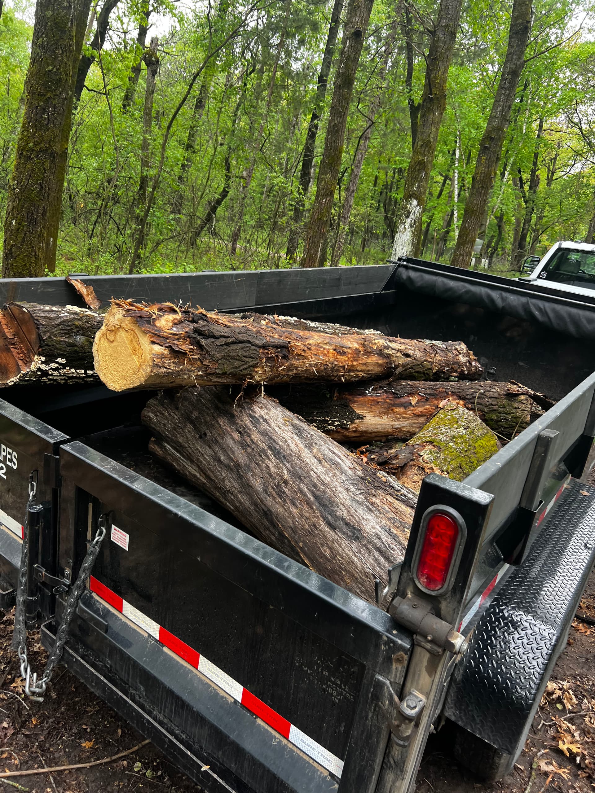 Gallery photos for Heavy Brush and Log Clearing on Overgrown Acreage: Image #2