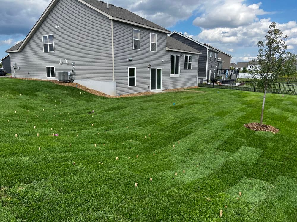 Lawn with striped grass patterns behind modern home, featuring a small tree and neighboring houses.