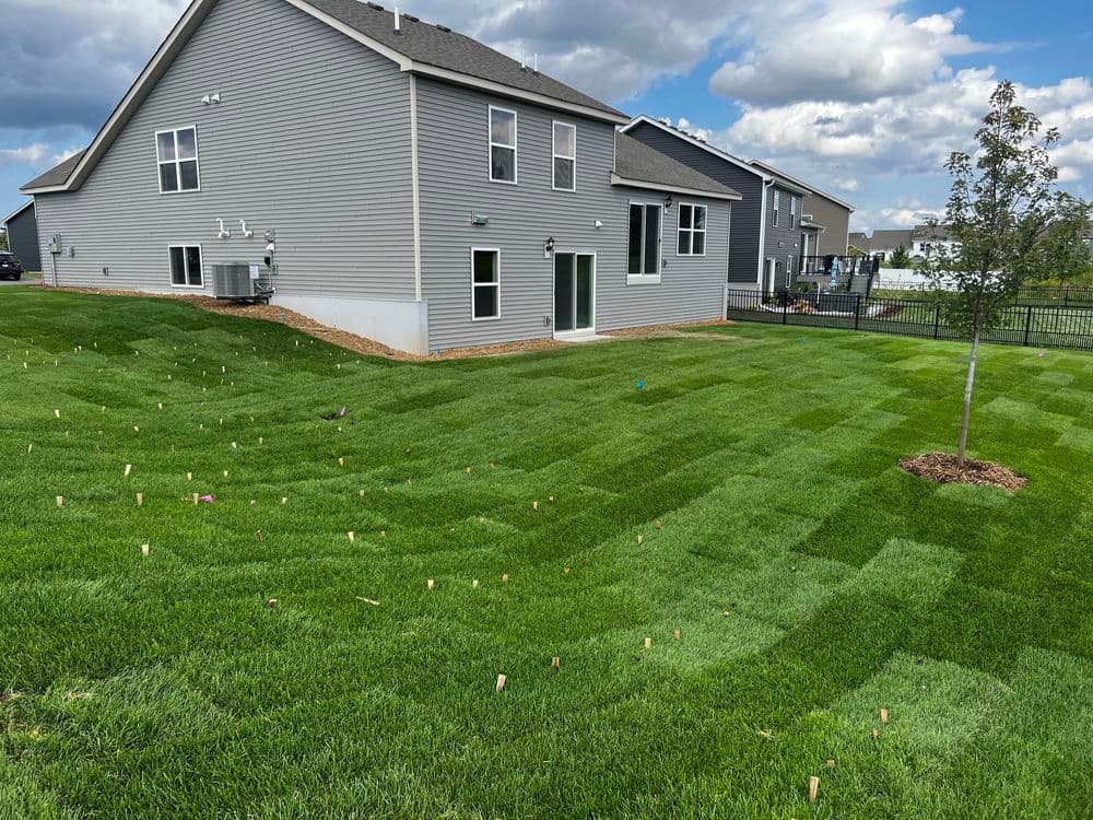 Residential backyard with freshly cut grass, landscaping stakes, and newly planted tree.
